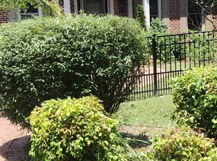 Bush Trimming by Eliseo Delgado Sรกnchez for SHERRY C. in Burlington, NC