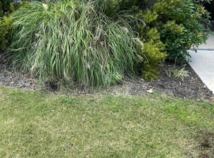 Weeding by Isaiah Hernandez for Todd N. in Forney, TX