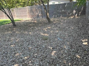 Leaf Removal by Darrius Coppage for Sarah W. in Austin, TX