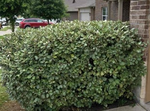 Bush Trimming by Keily Delgado Preciado for Jessica G. in Austin, TX