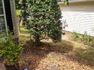 Bush Trimming by Monteith Johnson for Cristian E. in Charlotte, NC