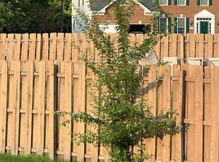 Bush Trimming by Carlos Portillo for Lisa W. in Waldorf, MD