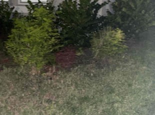 Bush Trimming by Carma Jones for Eddie G. in Riverview, FL