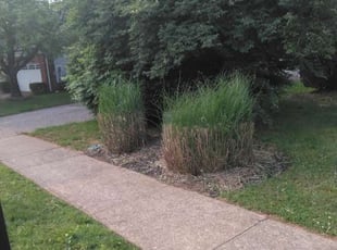 Bush Trimming by Arthur Weathers for Regina W. in Louisville, KY