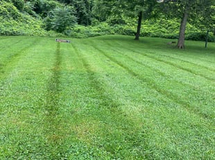 Brandon M.'s Lawn Mowing service result