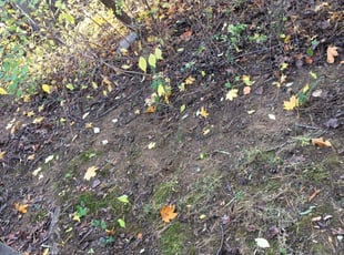 Cleanups by Giovanni HErnandez for Dawn P. in Bowie, MD