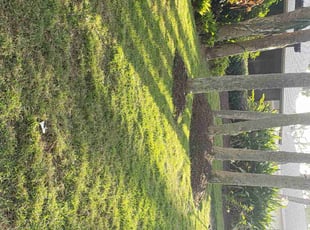 Tamara W.'s Lawn Mowing service result