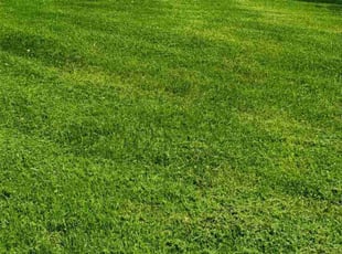 Cindy E.'s Lawn Mowing Service service result