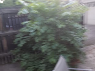 Bush Trimming by Joseph Schweffermann for Raheleh F. in Denver, CO