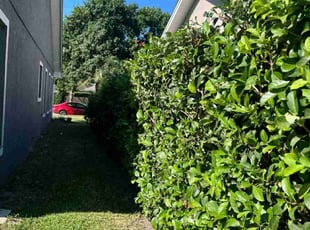 Bush Trimming by Olga Diaz for Sherry W. in Orlando, FL
