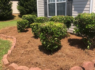 Landscaping by Lakin Duffy for Nicole H. in Hampton, GA