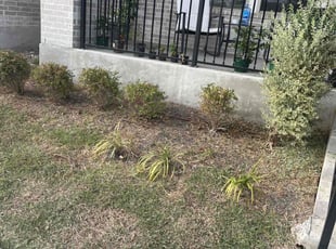 Bush Trimming by Reginaldo Perez for Damien A. in Austin, TX
