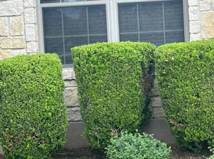 Bush Trimming by Franklin Garcia for Kelli P. in Austin, TX