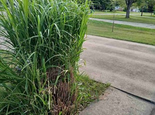 Bush Trimming by Devin Holmes-day for Maurice M. in Bedford, OH