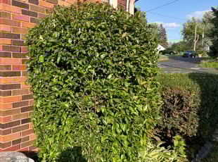 Bush Trimming by Jess June for Sharon B. in Madison, WI