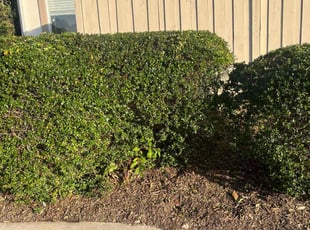 Bush Trimming by Fernando Gomez Rodriguez for Fathima T. in Signal Hill, CA
