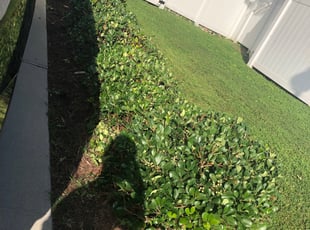 Bush Trimming by Shamika Barnes for Najwa P. in Virginia Beach, VA