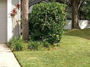 Bush Trimming by Luis Claudio for Tanya N. in Oviedo, FL