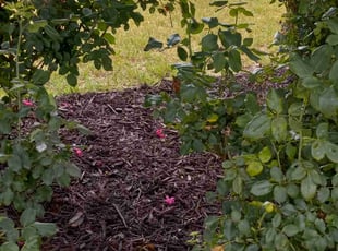Weeding by Demetrius Davis for Amardeep R. in Acworth, GA