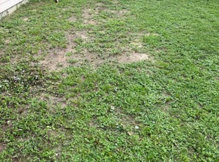 Bush Trimming by Oscar McGee for Margo W. in Midway, FL
