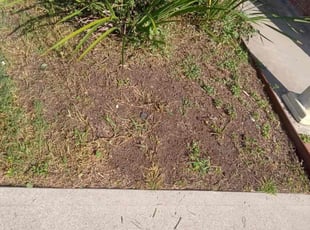 Weeding by Rene Contreras for Ann P. in Houston, TX
