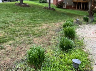 Bush Trimming by Fermin Garcia for Shomari S. in Rock Hill, SC