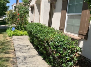 Bush Trimming by Jonathan Allen for Menkah M. in Sacramento, CA