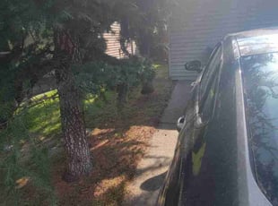 Bush Trimming by Delbert Jones for Marian E. in Boise, ID
