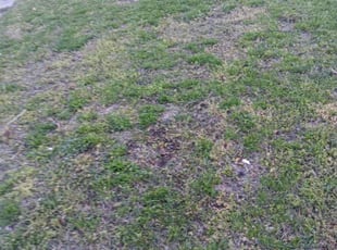 Leaf Removal by Edward Wilder for Fernando T. in Temple Hills, MD