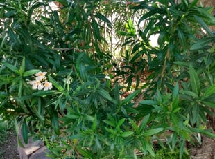 Bush Trimming by Nick Steffes for Darby B. in Phoenix, AZ
