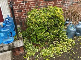 Bush Trimming by Caree Keith for Ricky G. in Washington, DC