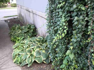 Weeding by Caleb Patton for Pat M. in Cincinnati, OH