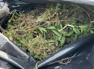 Weeding by Bobby Green for Elizabeth K. in Buda, TX