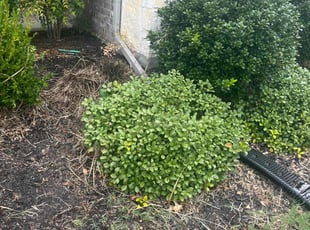 Weeding by Markieth & La'Dawn Thompson for Thomas S. in Little Elm, TX