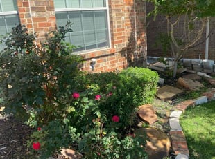 Bush Trimming by Shameem Mohmand for Casey H. in Euless, TX