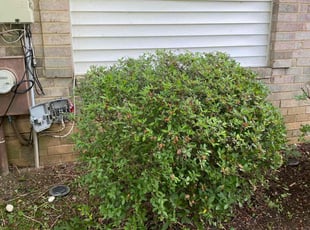 Bush Trimming by Edwing Lozano for Sherri M. in Lanham, MD
