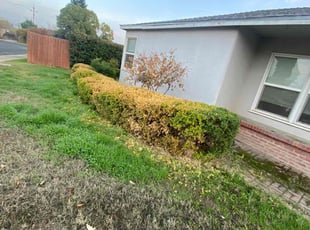 Bush Trimming by Izaiah Rubalcava for Joshua m. in Merced, CA