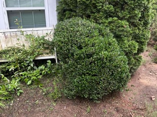 Bush Trimming by Nathan Otwell for Southern Homebuyers O. in Lawrenceville, GA