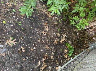 Leaf Removal by Adolfo Gonzalez Castaneda for Henry G. in DeSoto, TX
