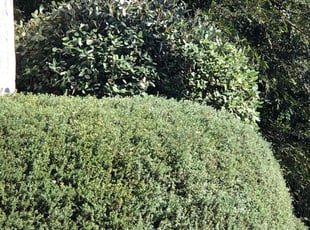 Bush Trimming by Ross Johnson for Irene D. in Los Angeles, CA
