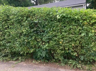 Bush Trimming by Marcus Grimes for Jimmy G. in Dayton, OH