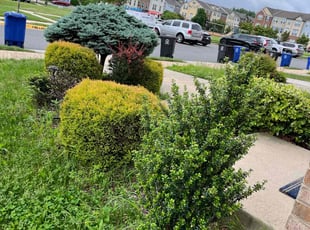 Bush Trimming by Alesandre Mejita Duarte for Abdelrahman E. in Leesburg, VA