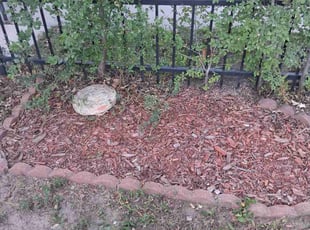Weeding by Joseph Felicetty for Desiree W. in Colorado Springs, CO