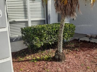 Bush Trimming by Hector Mieles for Sharon K. in Orlando, FL