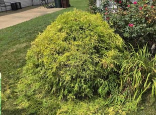 Bush Trimming by Jack Christensen for Jamie A. in Fenton, MO