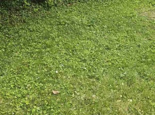 Leaf Removal by Travis Smith- Armwood for Sienna M. in Baltimore, MD