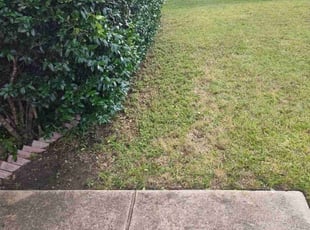 Bush Trimming by John Payton for Canisha S. in Dallas, TX
