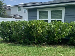 Bush Trimming by Gerrad Peterson for Amy G. in Jacksonville, FL