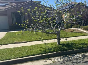 Everette D.'s Lawn Care service result