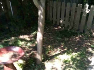 Weeding by Joe Miller for Gregory M. in Memphis, TN